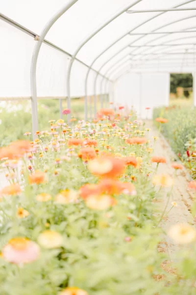 Serre lumineuse remplie de ranunculus orange et blancs s'étendant en rangées florales infinies